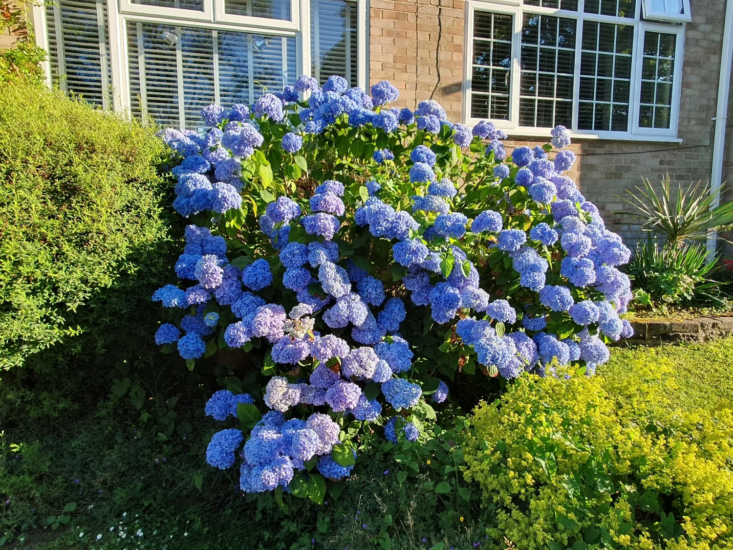 Blue hydrangeas in a well-maintained garden